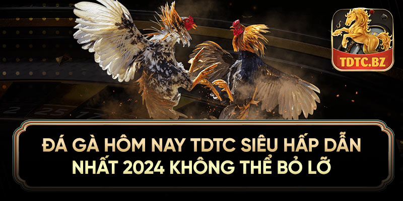 Đá gà hôm nay TDTC siêu hấp dẫn nhất 2024 không thể bỏ lỡ 